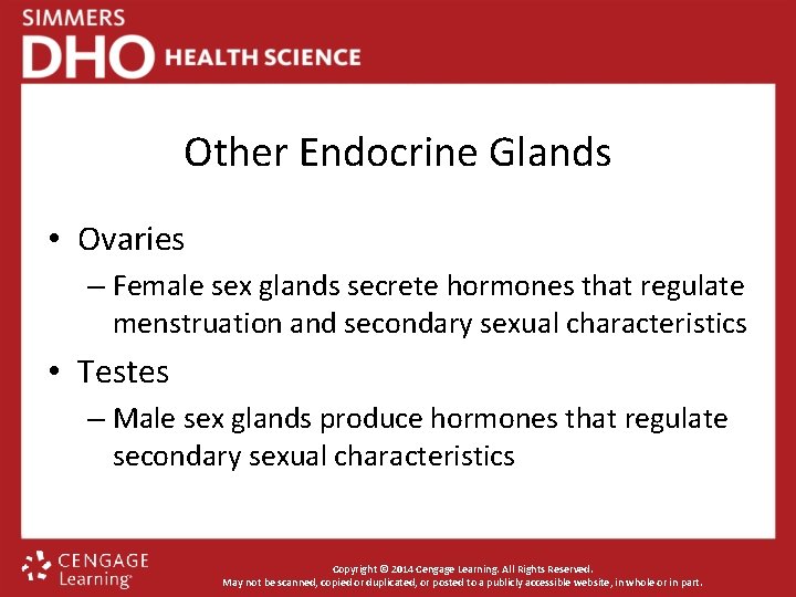 Other Endocrine Glands • Ovaries – Female sex glands secrete hormones that regulate menstruation