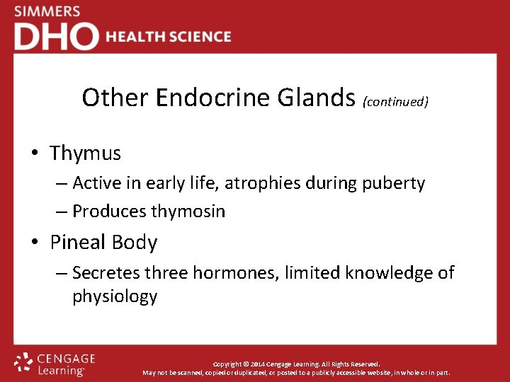 Other Endocrine Glands (continued) • Thymus – Active in early life, atrophies during puberty