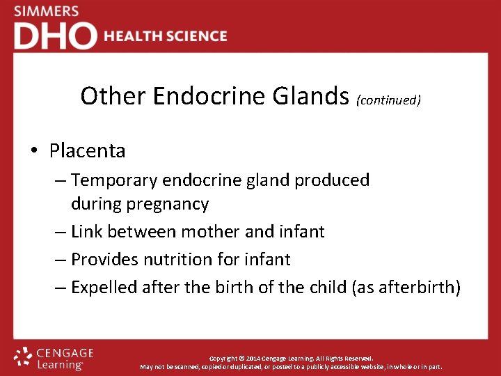 Other Endocrine Glands (continued) • Placenta – Temporary endocrine gland produced during pregnancy –