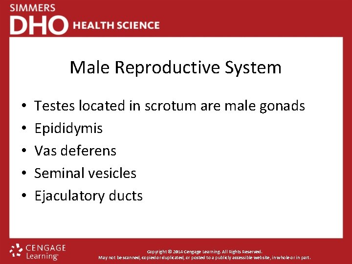 Male Reproductive System • • • Testes located in scrotum are male gonads Epididymis