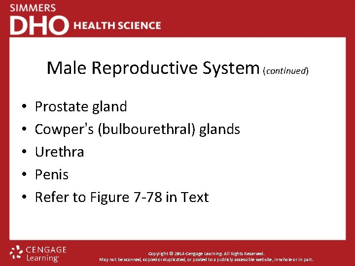 Male Reproductive System (continued) • • • Prostate gland Cowper’s (bulbourethral) glands Urethra Penis