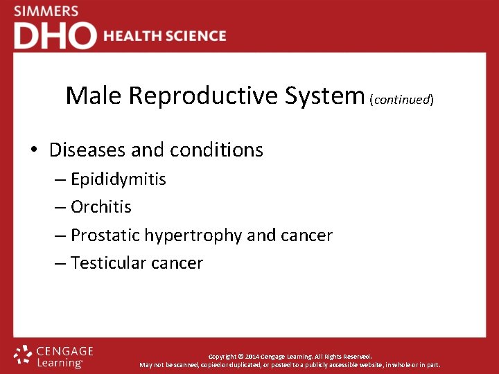 Male Reproductive System (continued) • Diseases and conditions – Epididymitis – Orchitis – Prostatic