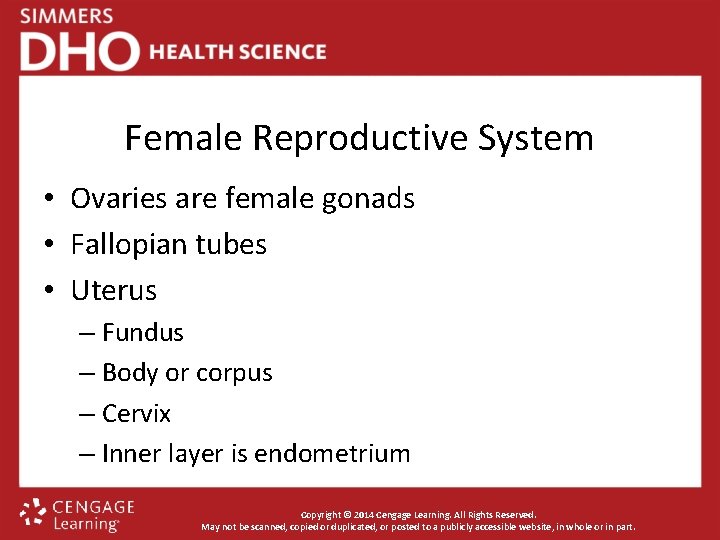 Female Reproductive System • Ovaries are female gonads • Fallopian tubes • Uterus –