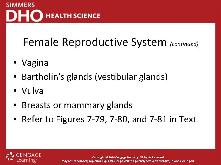 Female Reproductive System (continued) • • • Vagina Bartholin’s glands (vestibular glands) Vulva Breasts