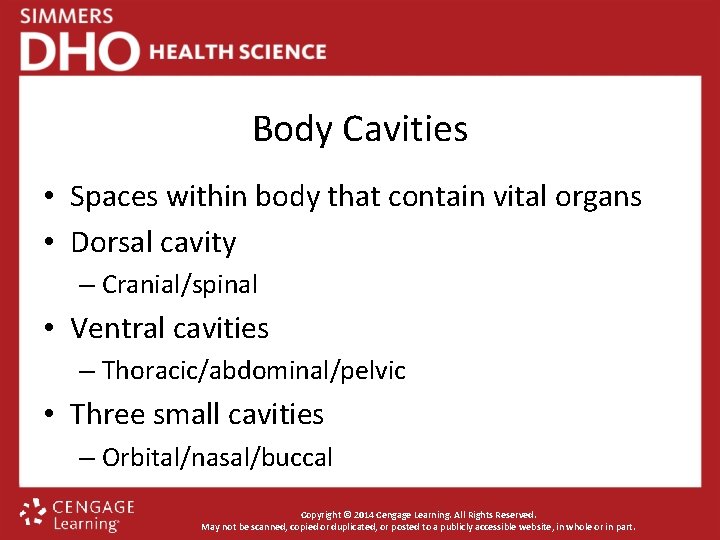 Body Cavities • Spaces within body that contain vital organs • Dorsal cavity –