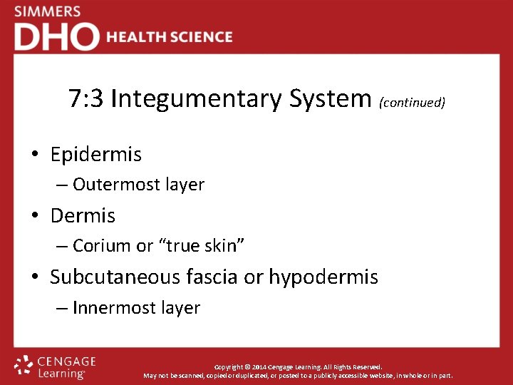 7: 3 Integumentary System (continued) • Epidermis – Outermost layer • Dermis – Corium