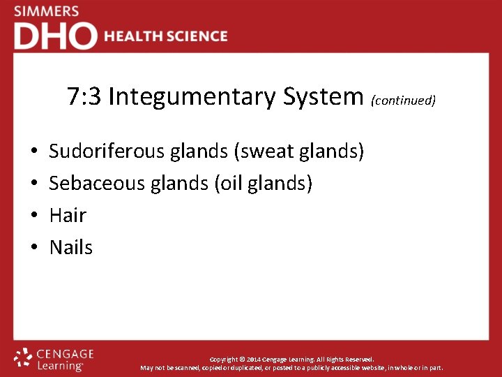 7: 3 Integumentary System (continued) • • Sudoriferous glands (sweat glands) Sebaceous glands (oil