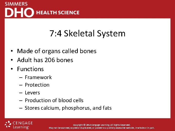 7: 4 Skeletal System • Made of organs called bones • Adult has 206