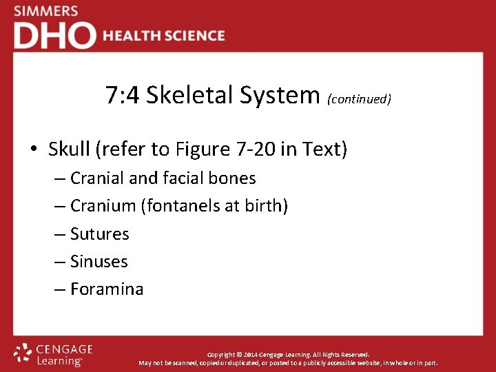 7: 4 Skeletal System (continued) • Skull (refer to Figure 7 -20 in Text)