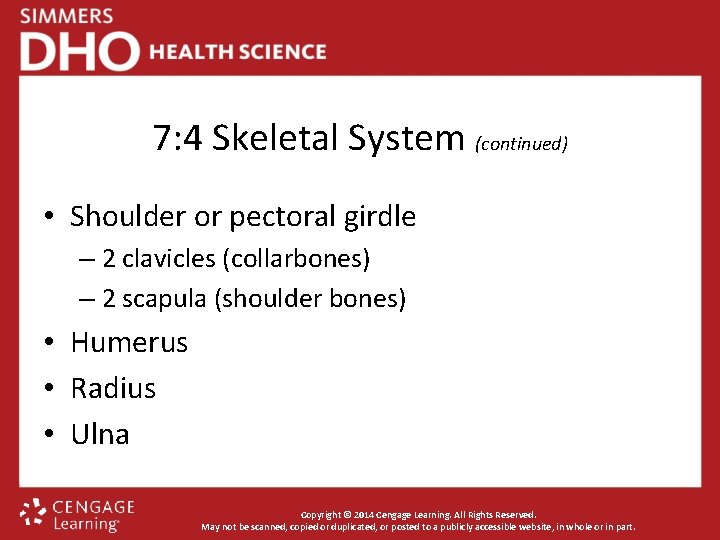 7: 4 Skeletal System (continued) • Shoulder or pectoral girdle – 2 clavicles (collarbones)