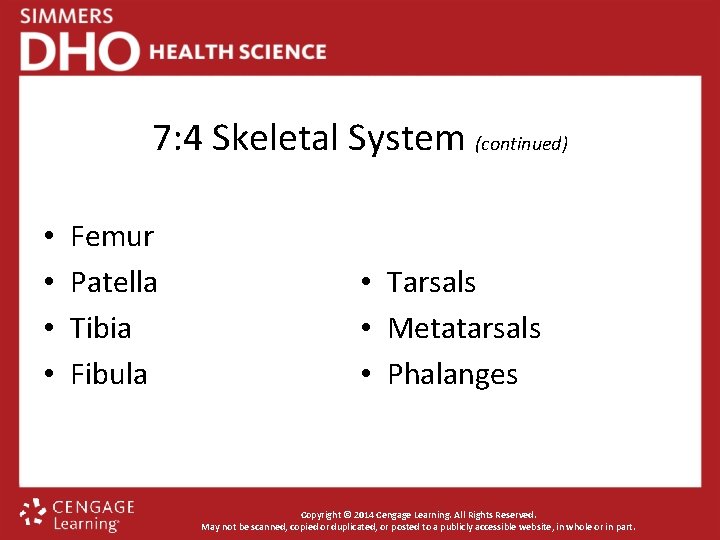 7: 4 Skeletal System (continued) • • Femur Patella Tibia Fibula • Tarsals •