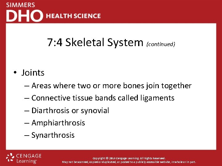 7: 4 Skeletal System (continued) • Joints – Areas where two or more bones