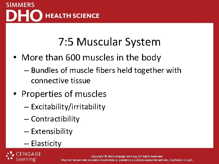 7: 5 Muscular System • More than 600 muscles in the body – Bundles