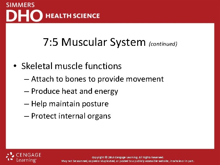 7: 5 Muscular System (continued) • Skeletal muscle functions – Attach to bones to