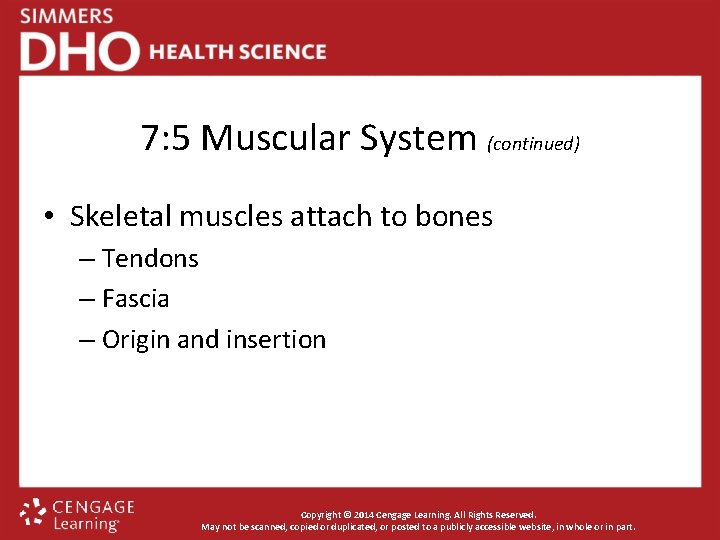 7: 5 Muscular System (continued) • Skeletal muscles attach to bones – Tendons –