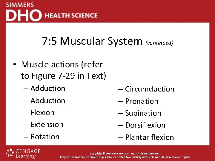 7: 5 Muscular System (continued) • Muscle actions (refer to Figure 7 -29 in