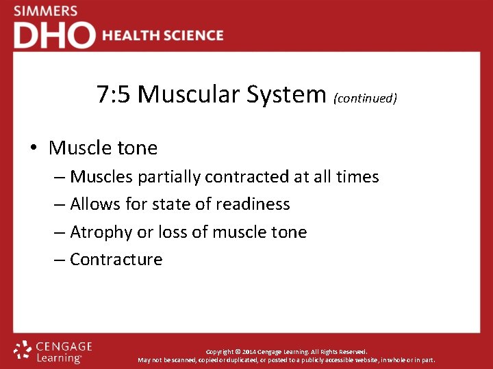 7: 5 Muscular System (continued) • Muscle tone – Muscles partially contracted at all