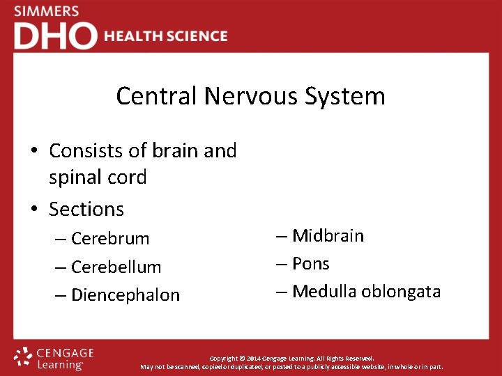 Central Nervous System • Consists of brain and spinal cord • Sections – Cerebrum