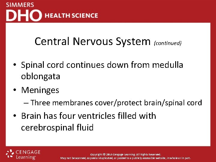 Central Nervous System (continued) • Spinal cord continues down from medulla oblongata • Meninges