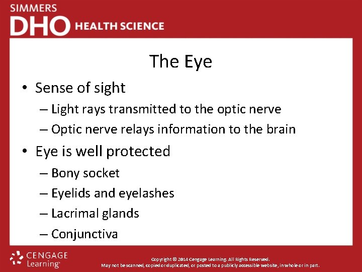 The Eye • Sense of sight – Light rays transmitted to the optic nerve