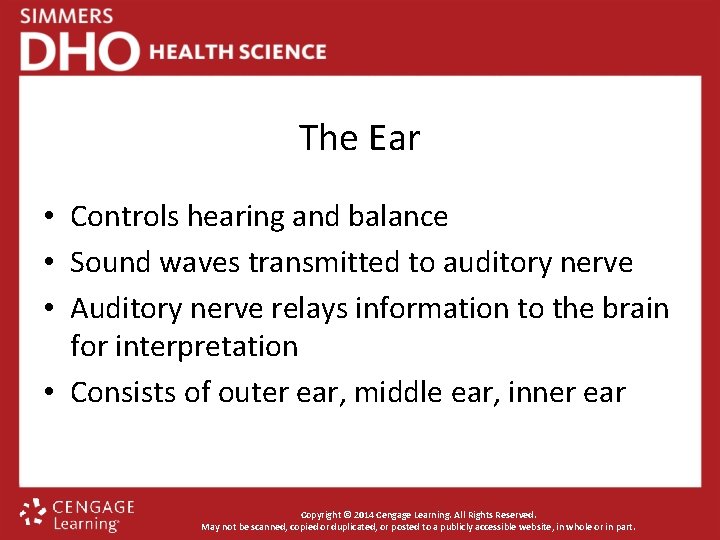 The Ear • Controls hearing and balance • Sound waves transmitted to auditory nerve