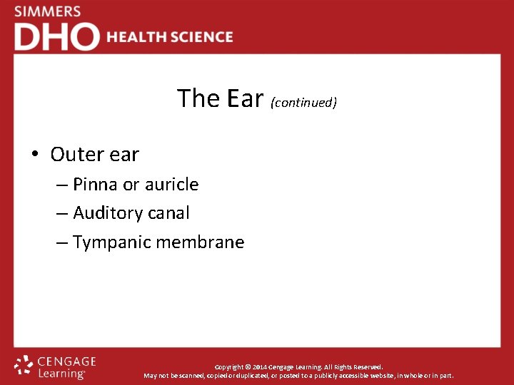 The Ear (continued) • Outer ear – Pinna or auricle – Auditory canal –