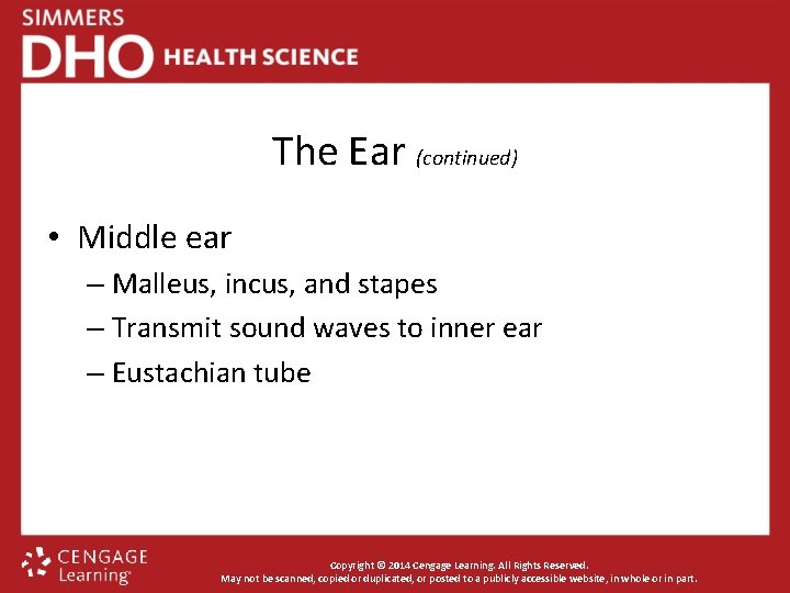 The Ear (continued) • Middle ear – Malleus, incus, and stapes – Transmit sound