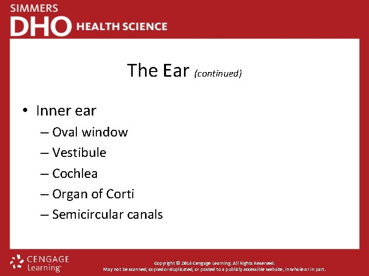 The Ear (continued) • Inner ear – Oval window – Vestibule – Cochlea –