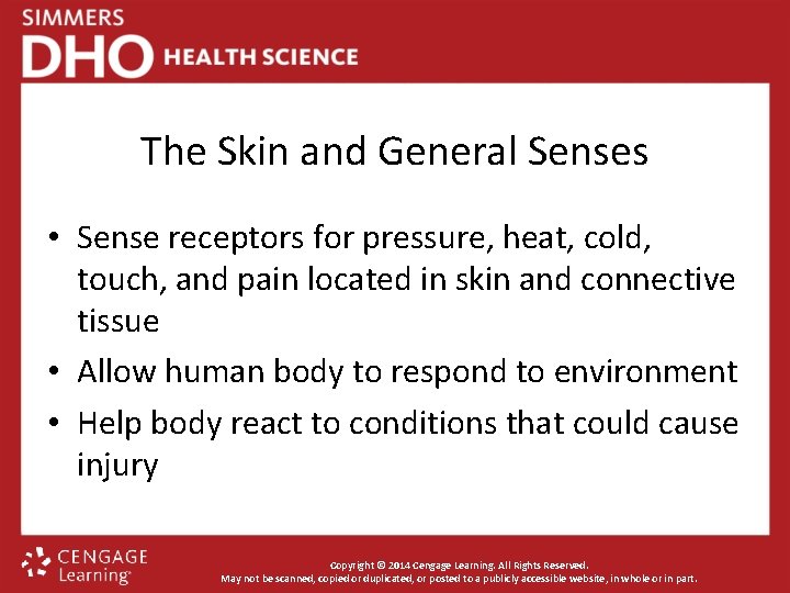 The Skin and General Senses • Sense receptors for pressure, heat, cold, touch, and