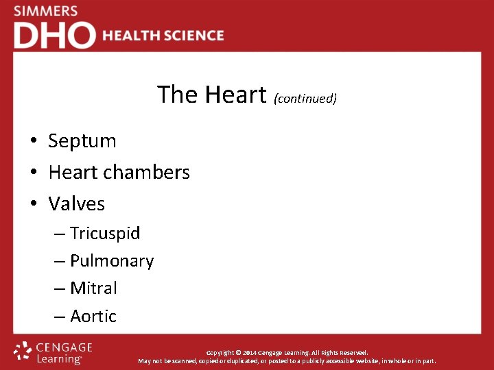 The Heart (continued) • Septum • Heart chambers • Valves – Tricuspid – Pulmonary