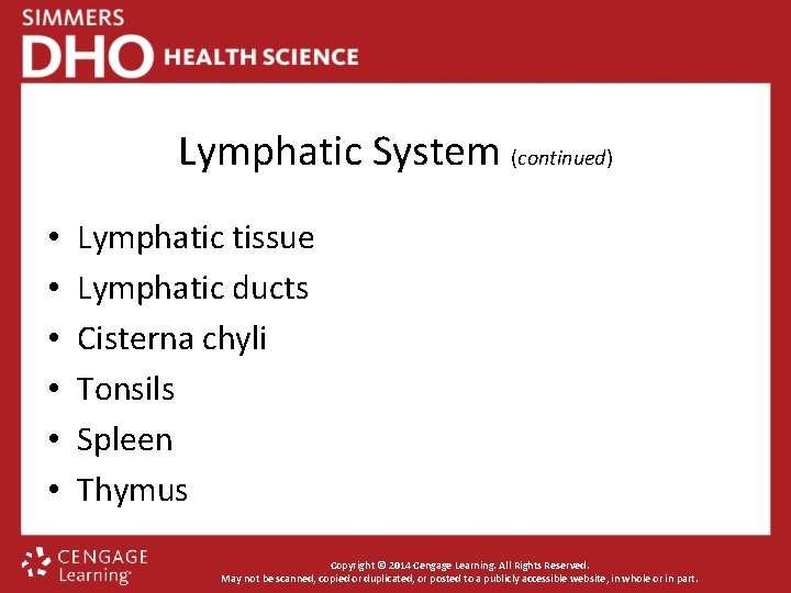 Lymphatic System (continued) • • • Lymphatic tissue Lymphatic ducts Cisterna chyli Tonsils Spleen