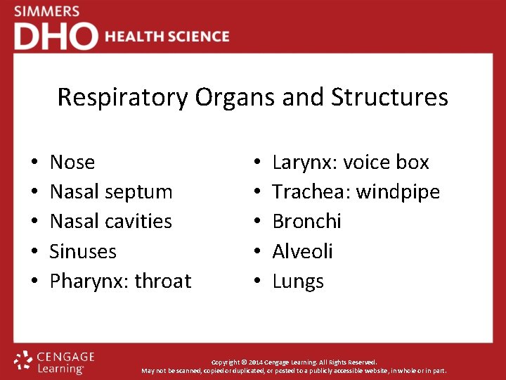 Respiratory Organs and Structures • • • Nose Nasal septum Nasal cavities Sinuses Pharynx: