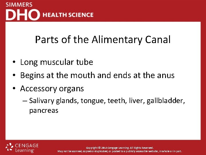 Parts of the Alimentary Canal • Long muscular tube • Begins at the mouth