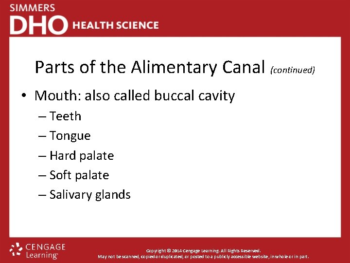 Parts of the Alimentary Canal (continued) • Mouth: also called buccal cavity – Teeth