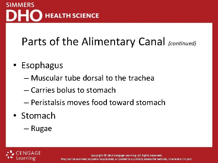 Parts of the Alimentary Canal (continued) • Esophagus – Muscular tube dorsal to the