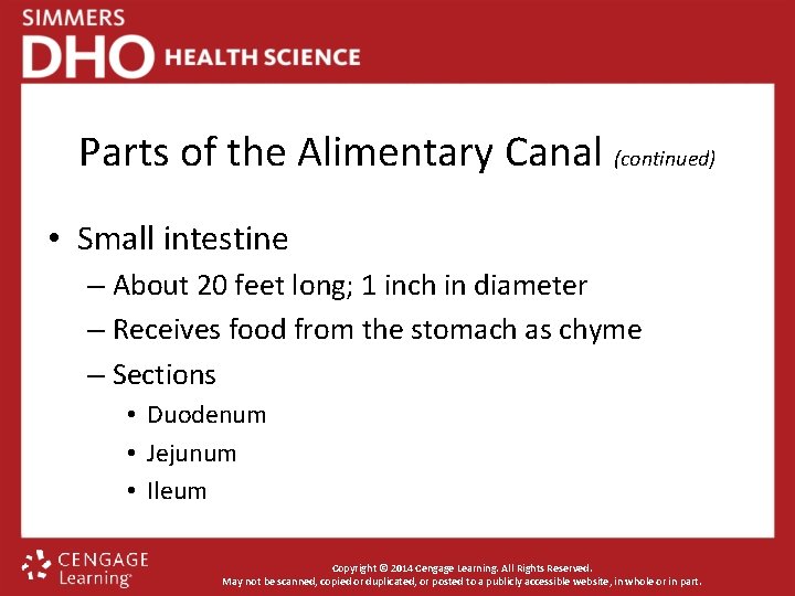 Parts of the Alimentary Canal (continued) • Small intestine – About 20 feet long;