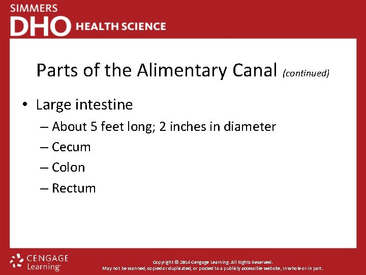 Parts of the Alimentary Canal (continued) • Large intestine – About 5 feet long;