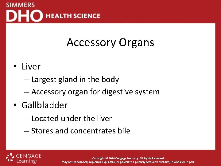 Accessory Organs • Liver – Largest gland in the body – Accessory organ for