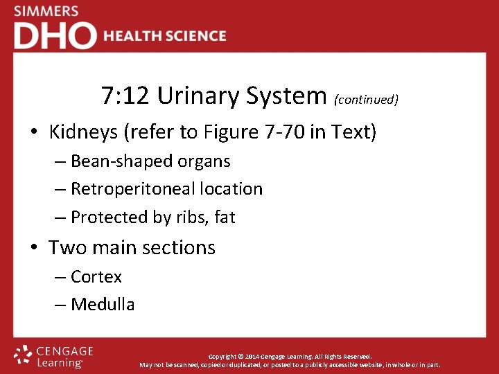 7: 12 Urinary System (continued) • Kidneys (refer to Figure 7 -70 in Text)