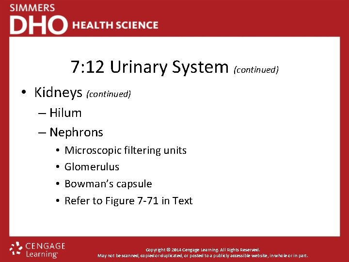 7: 12 Urinary System (continued) • Kidneys (continued) – Hilum – Nephrons • •