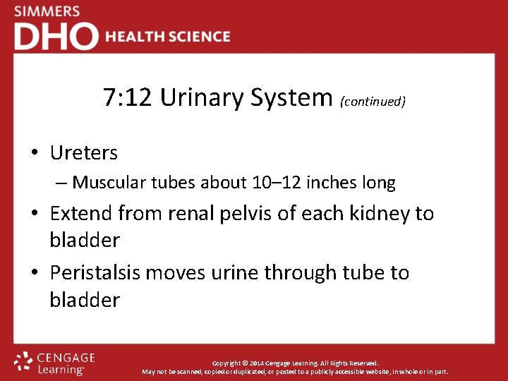 7: 12 Urinary System (continued) • Ureters – Muscular tubes about 10– 12 inches