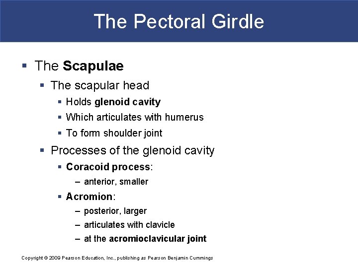 The Pectoral Girdle § The Scapulae § The scapular head § Holds glenoid cavity