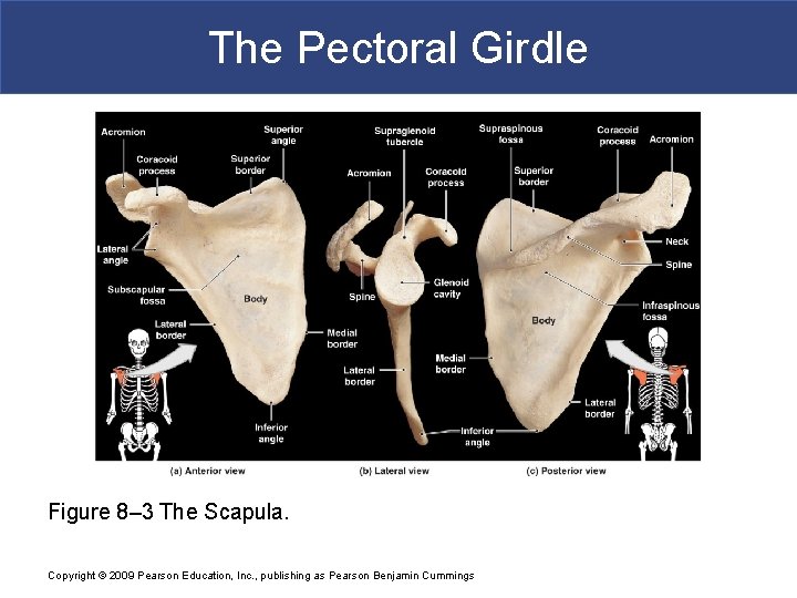 The Pectoral Girdle Figure 8– 3 The Scapula. Copyright © 2009 Pearson Education, Inc.