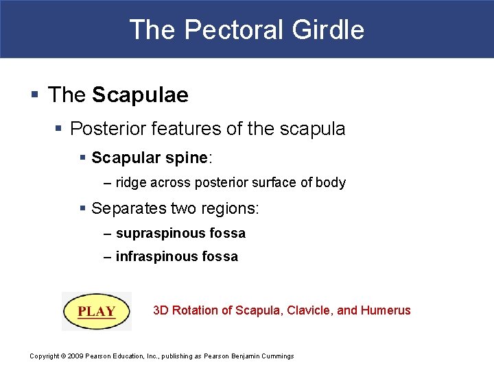 The Pectoral Girdle § The Scapulae § Posterior features of the scapula § Scapular