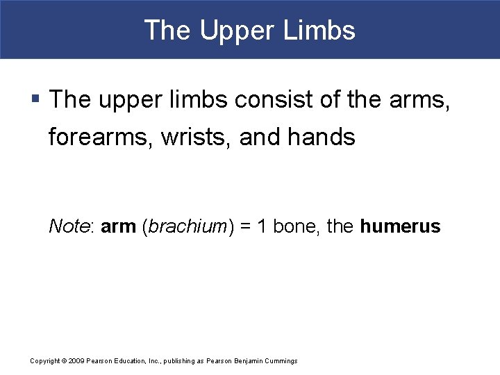 The Upper Limbs § The upper limbs consist of the arms, forearms, wrists, and