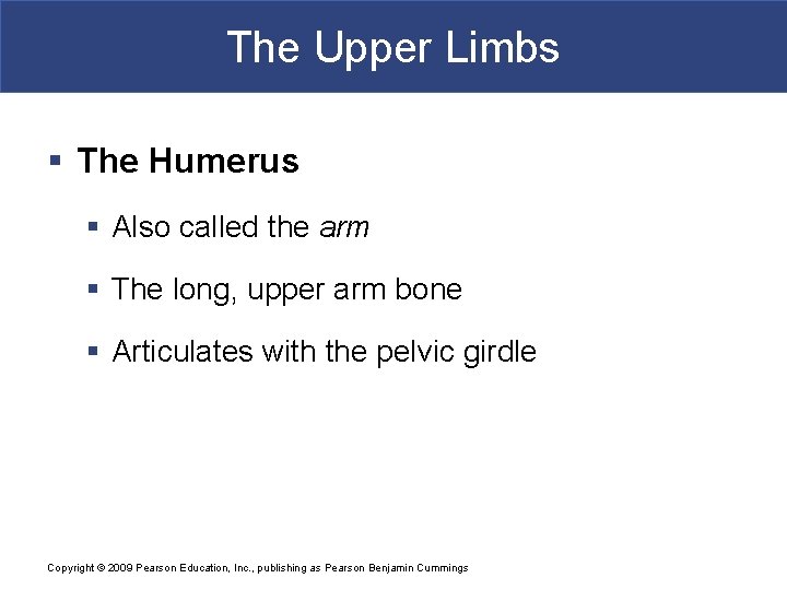 The Upper Limbs § The Humerus § Also called the arm § The long,