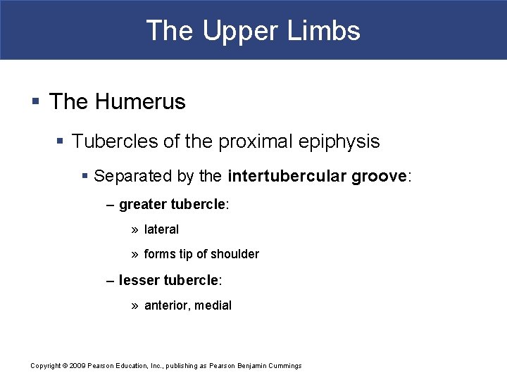 The Upper Limbs § The Humerus § Tubercles of the proximal epiphysis § Separated