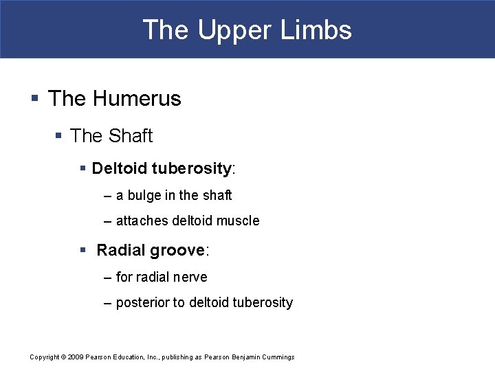 The Upper Limbs § The Humerus § The Shaft § Deltoid tuberosity: – a