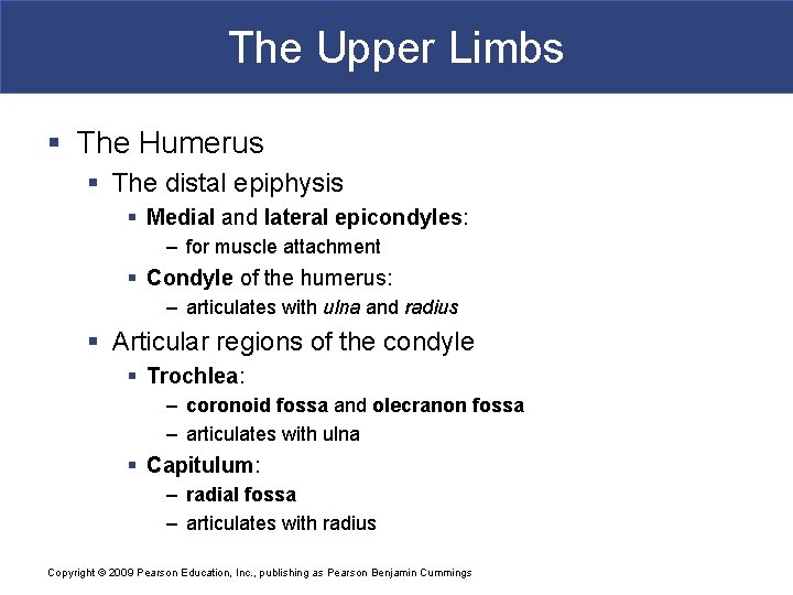 The Upper Limbs § The Humerus § The distal epiphysis § Medial and lateral