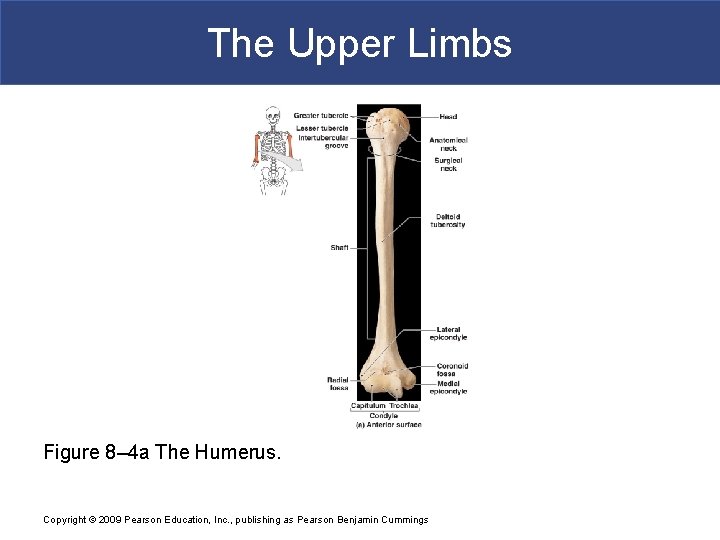 The Upper Limbs Figure 8– 4 a The Humerus. Copyright © 2009 Pearson Education,